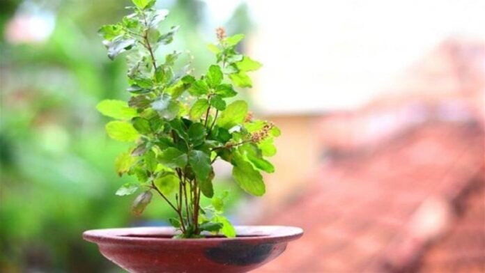 tulsi